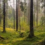 Aké zviera je ukryté na obrázku: len niekoľko ľudí uhádne za 7 sekúnd Aké zviera je ukryté na obrázku: len niekoľko ľudí uhádne