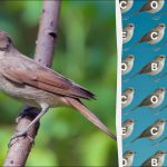 Iba ľudia s orlím zrakom dokážu nájsť slovo "slávik" za 12 sekúnd: zložitá logická hra Iba ľudia s orlím zrakom dokážu nájsť slovo „slávik“ za