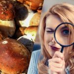 Len ľudia so supersilným IQ uvidia kameň medzi hubami za 15 sekúnd: dychberúci optický klam Len ľudia so supersilným IQ uvidia kameň medzi hubami za