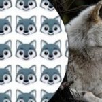 Len málokto môže nájsť vlka: zaujímavá hra s hádankami Len málokto môže nájsť vlka: zaujímavá hra s hádankami