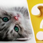 Mačku na dvore za 10 sekúnd spozorujú len ľudia s