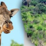 Nájdite všetky zvieratá na obrázku za 10 sekúnd: hádanka, ktorú nie každý dokáže vyriešiť Nájdite všetky zvieratá na obrázku za 10 sekúnd: hádanka, ktorú