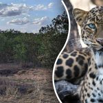 Nájsť leoparda v džungli za 8 sekúnd: najlepší spôsob, ako otestovať svoju pozornosť Nájsť leoparda v džungli za 8 sekúnd: najlepší spôsob, ako