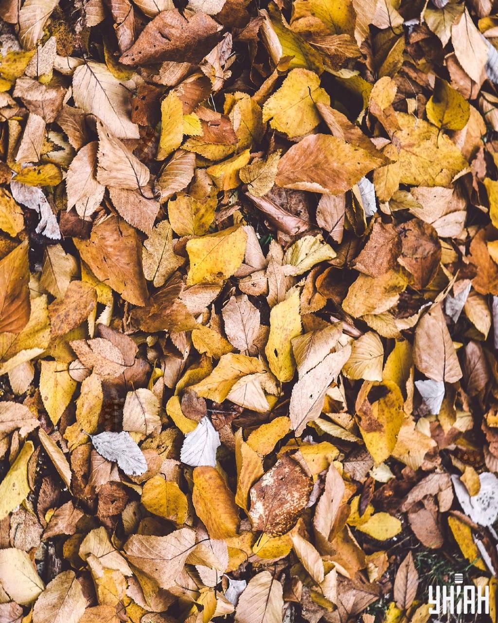 Hľadanie korytnačiek medzi listami / koláž Moje