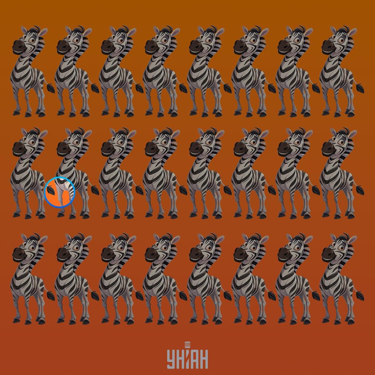 Zvláštna zebra bola v druhom riadku zhora / koláž Moje