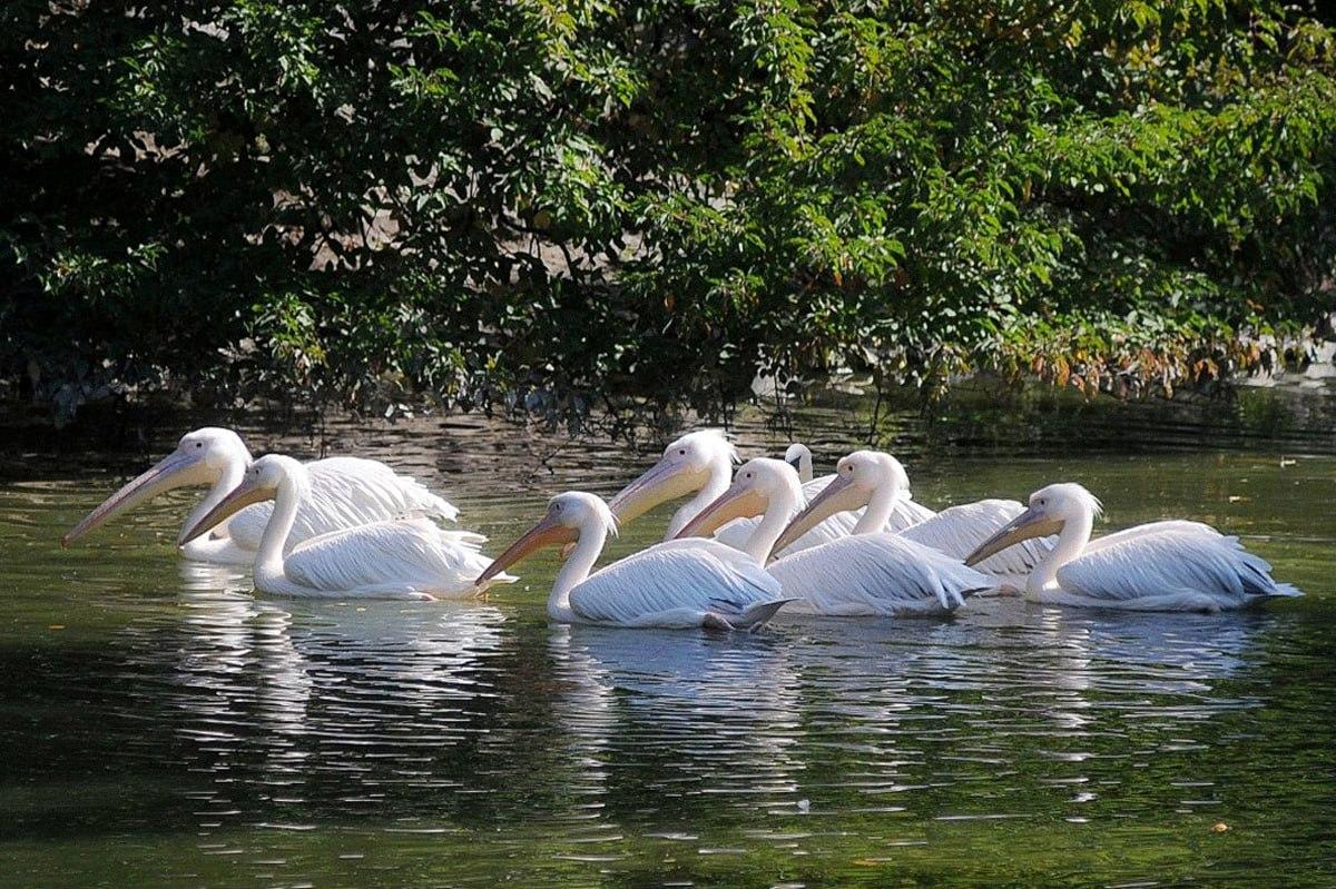 Nájsť vtáka, ktorý sa líši od ostatných, trvá menej ako 10 sekúnd / koláž Moje