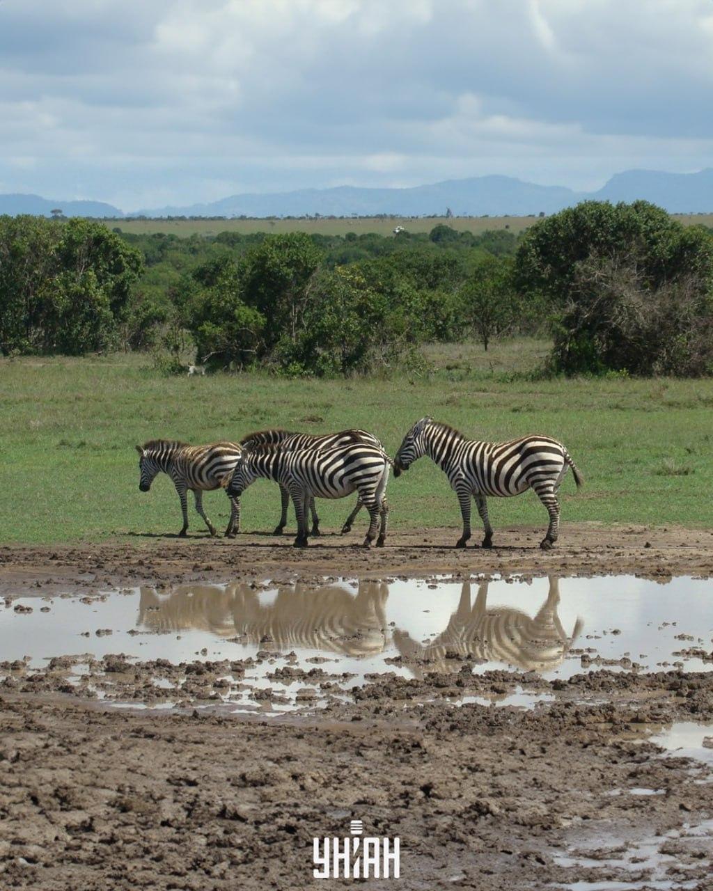 Psa treba nájsť včas / koláž s fotografiou Moje
