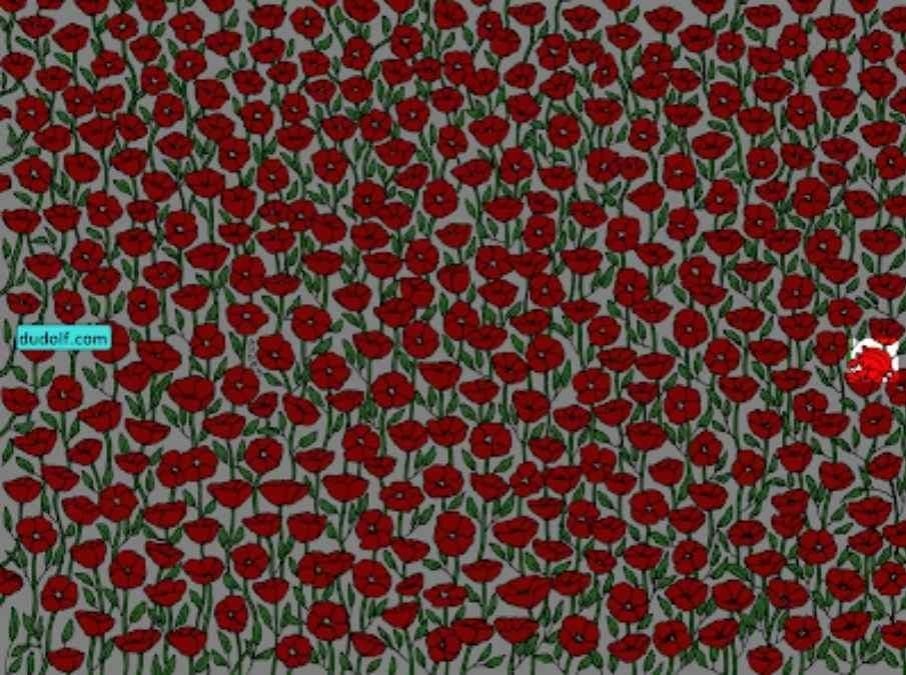 Kraba na obrázku nájdu len superpozorní: otestujte si svoje IQ za 25 sekúnd