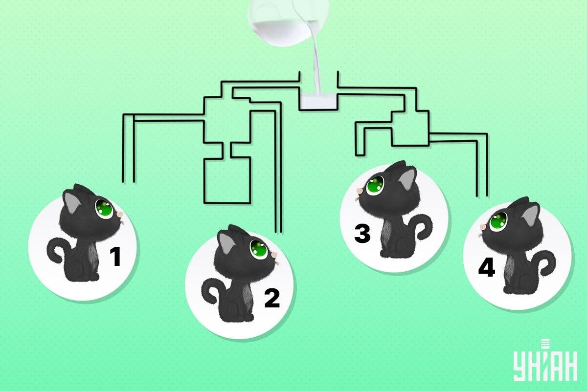 Nájdite mačku, ktorá ako prvá vypije mlieko / koláž Moje