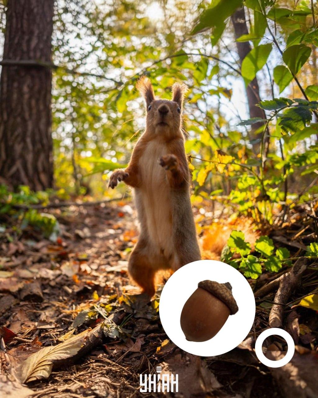 Žaluď sa nachádzal v spodnej časti optickej skladačky / koláže s fotografiou Moje