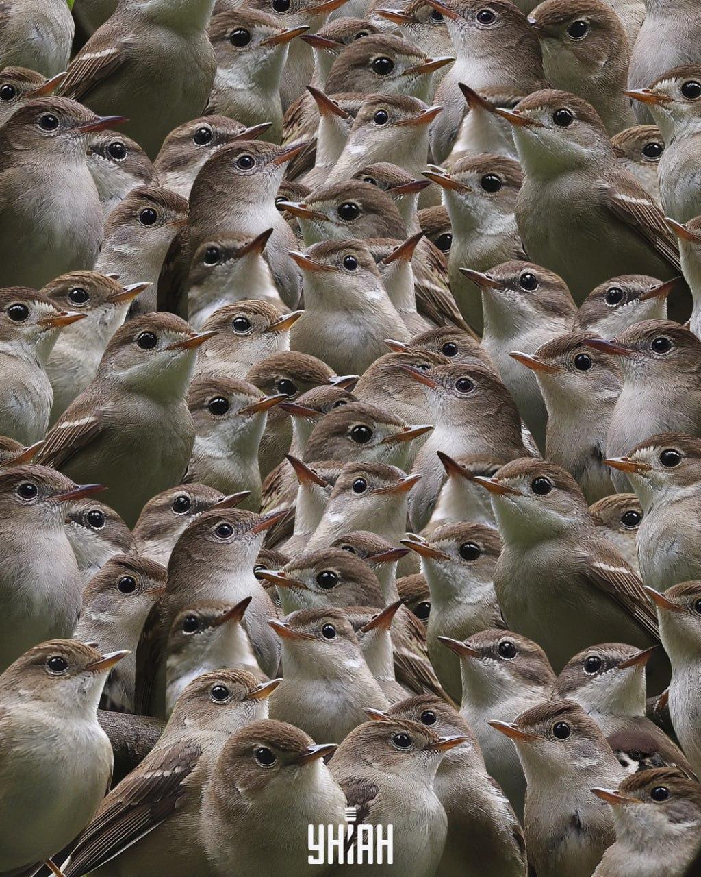 Vrabca by ste mali hľadať medzi slávikmi / koláž Moje