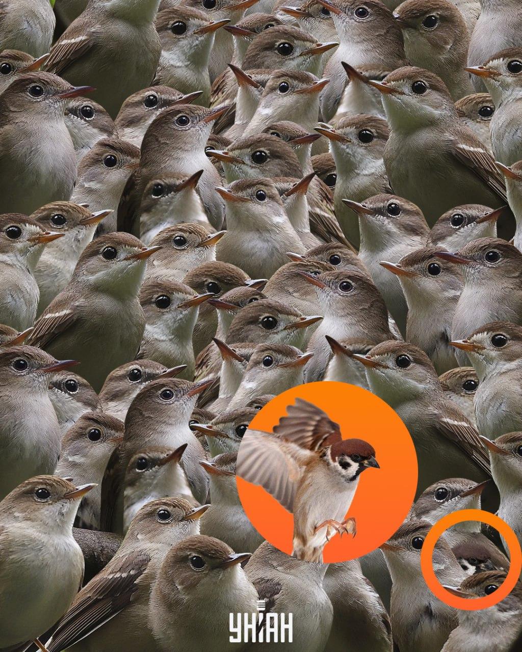 Vrabec sa nachádzal v spodnej časti skladačky / koláž Moje