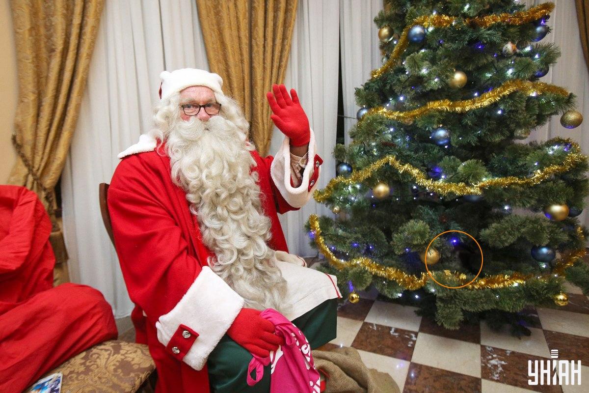 Mačka sa skrývala medzi konármi vianočného stromčeka / koláž s fotografiou Moje