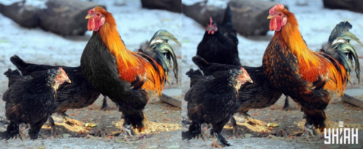 Nájdite všetky rozdiely za 15 sekúnd / koláž Moje