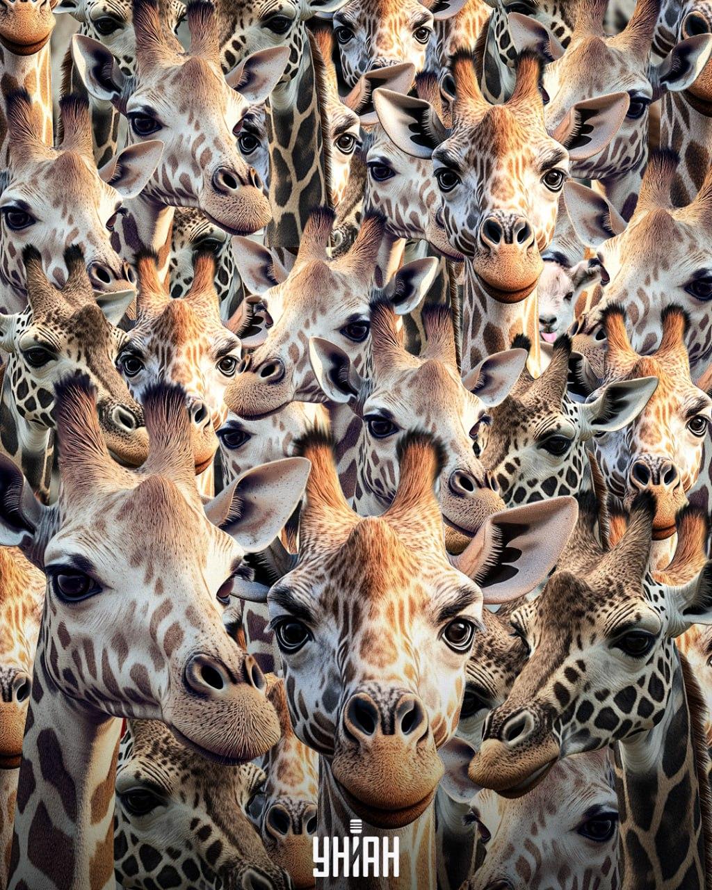 Je potrebné nájsť nevychovanú kozu / koláž Moje