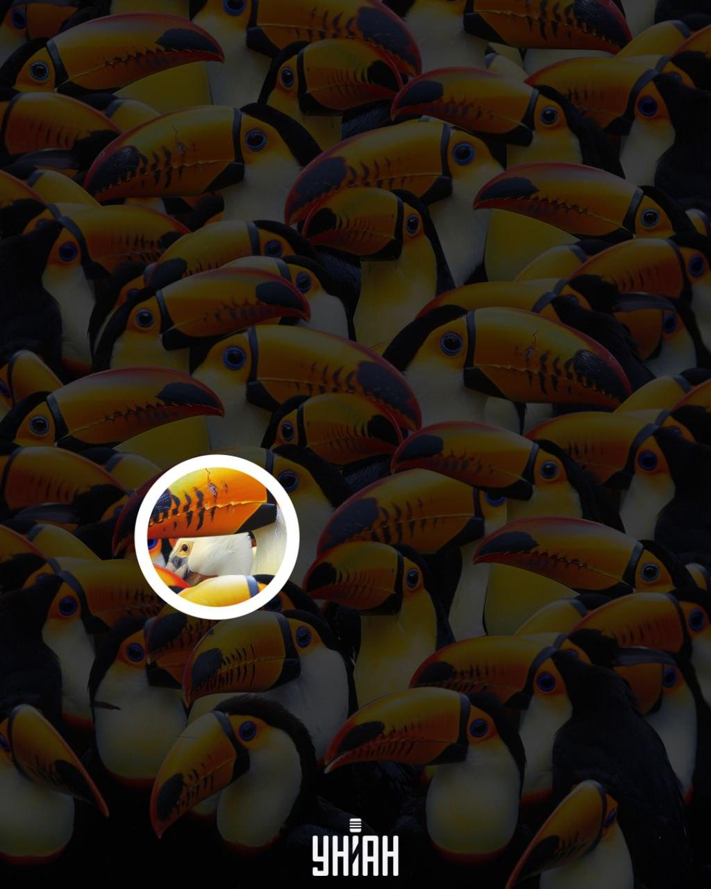 Pelikán sa nachádzal blízko stredu snímky / koláž Moje