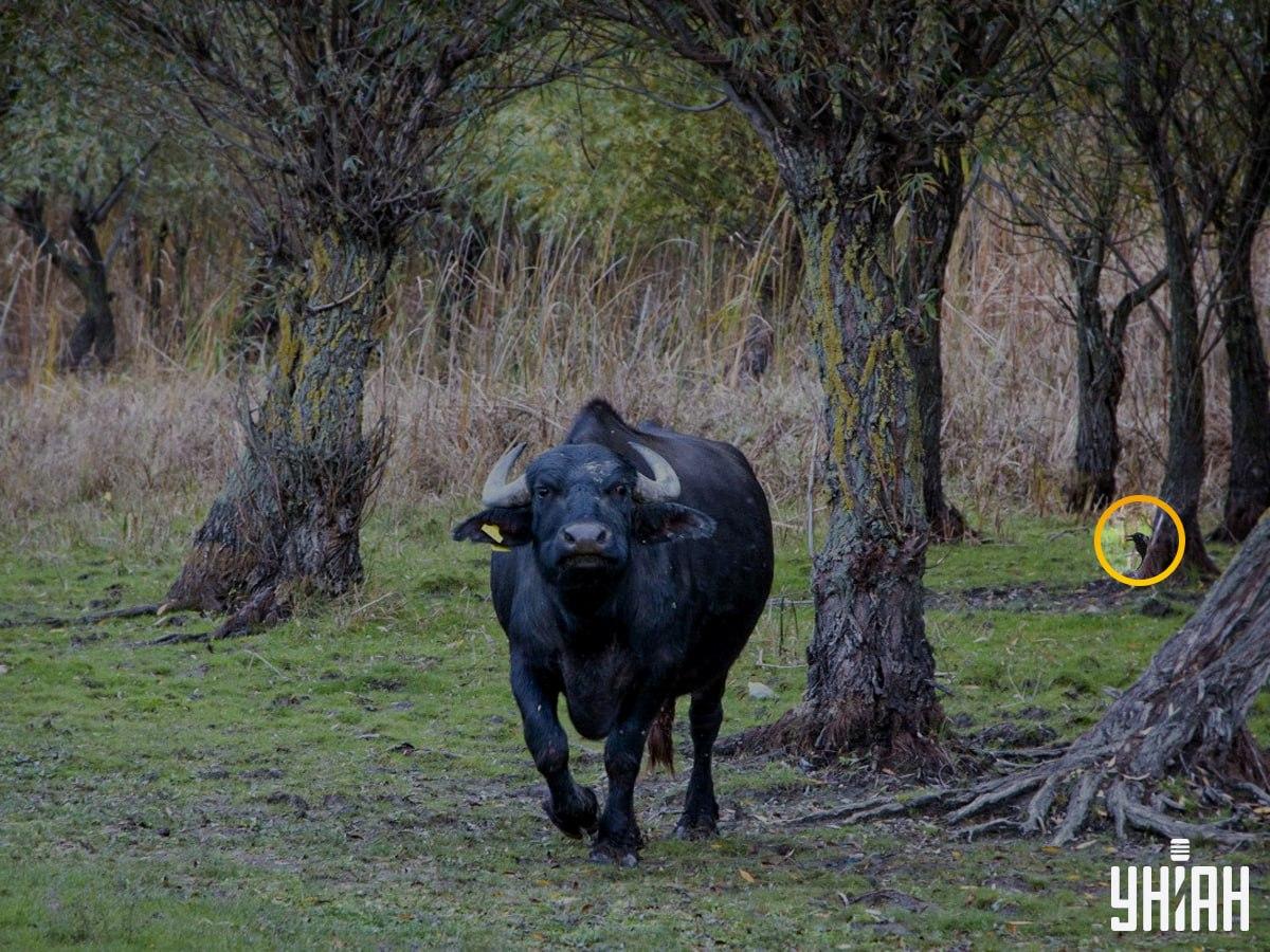 Vták bol na ľavej strane skladačky / fotokoláž Moje