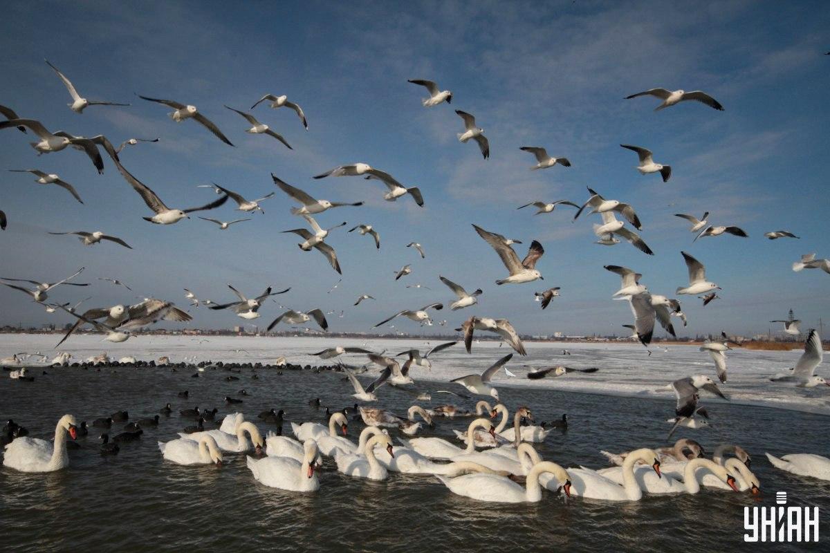 Nájdite holuba na obrázku v čase / koláž s fotografiou Moje