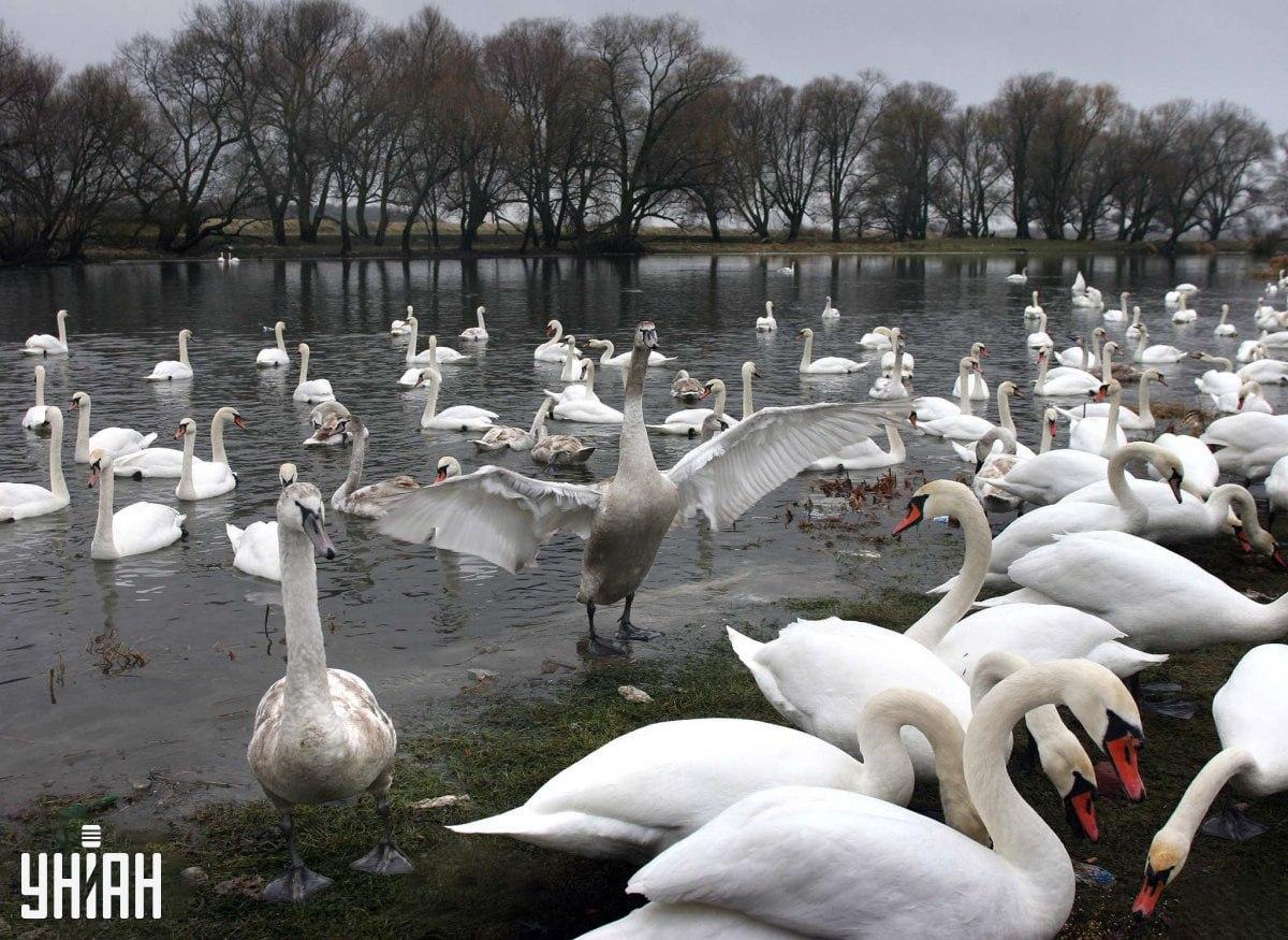 Môže sa nachádzať v ktorejkoľvek časti obrázka / Moje Collage