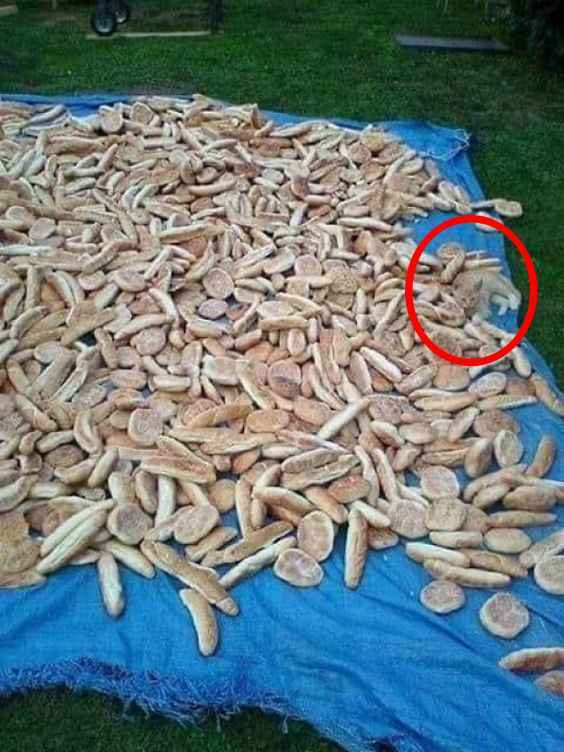 Optická ilúzia pre ľudí s orlím zrakom: mačku nájdu za 5 sekúnd len géniovia