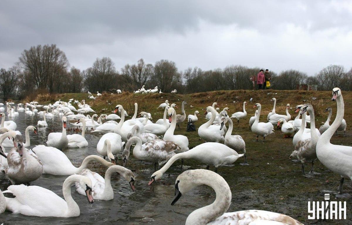 Nájdi hus medzi labuťami v čase / koláž s fotografiou Moje