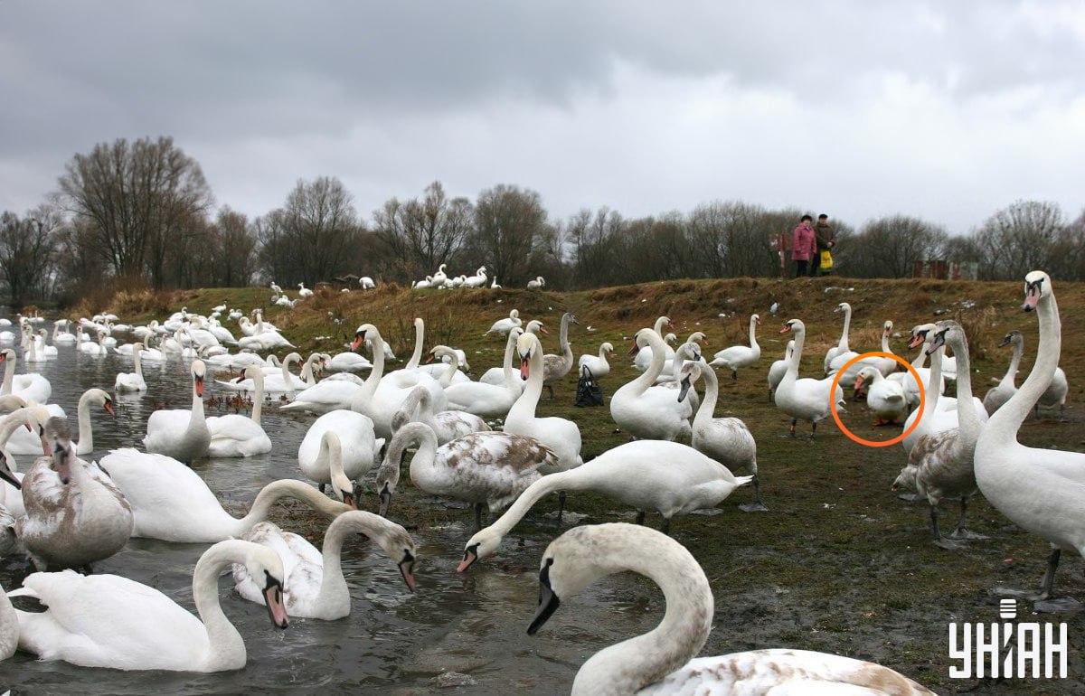 Husa sa nachádza neďaleko stredu snímky / koláž s fotografiou Moje