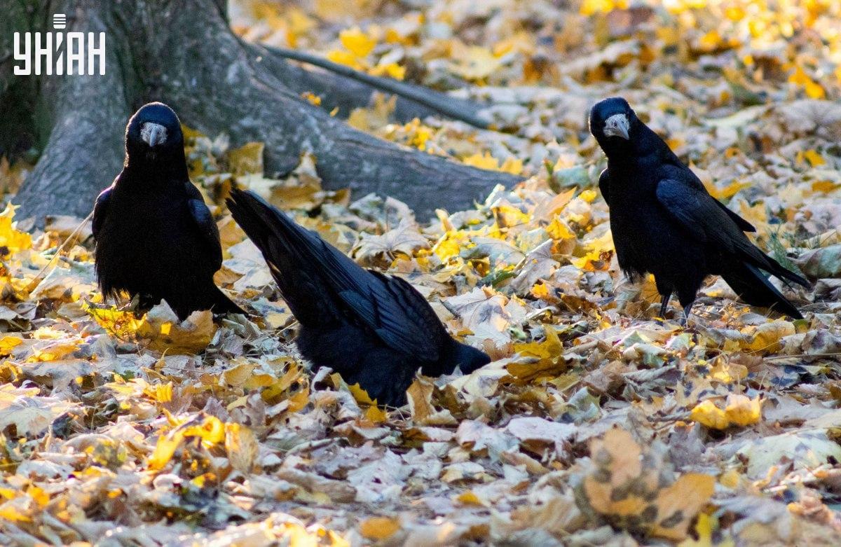 Nájdite veľmi rýchlo žabu na obrázku / koláži s fotografiou Moje