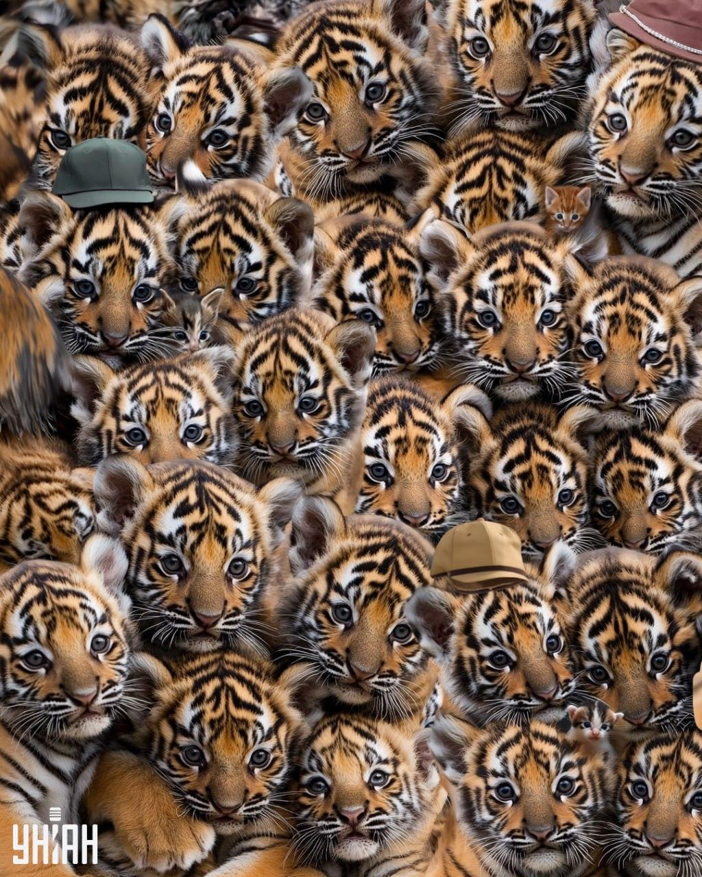 Nájdite tri mačiatka medzi tigrami / Moje