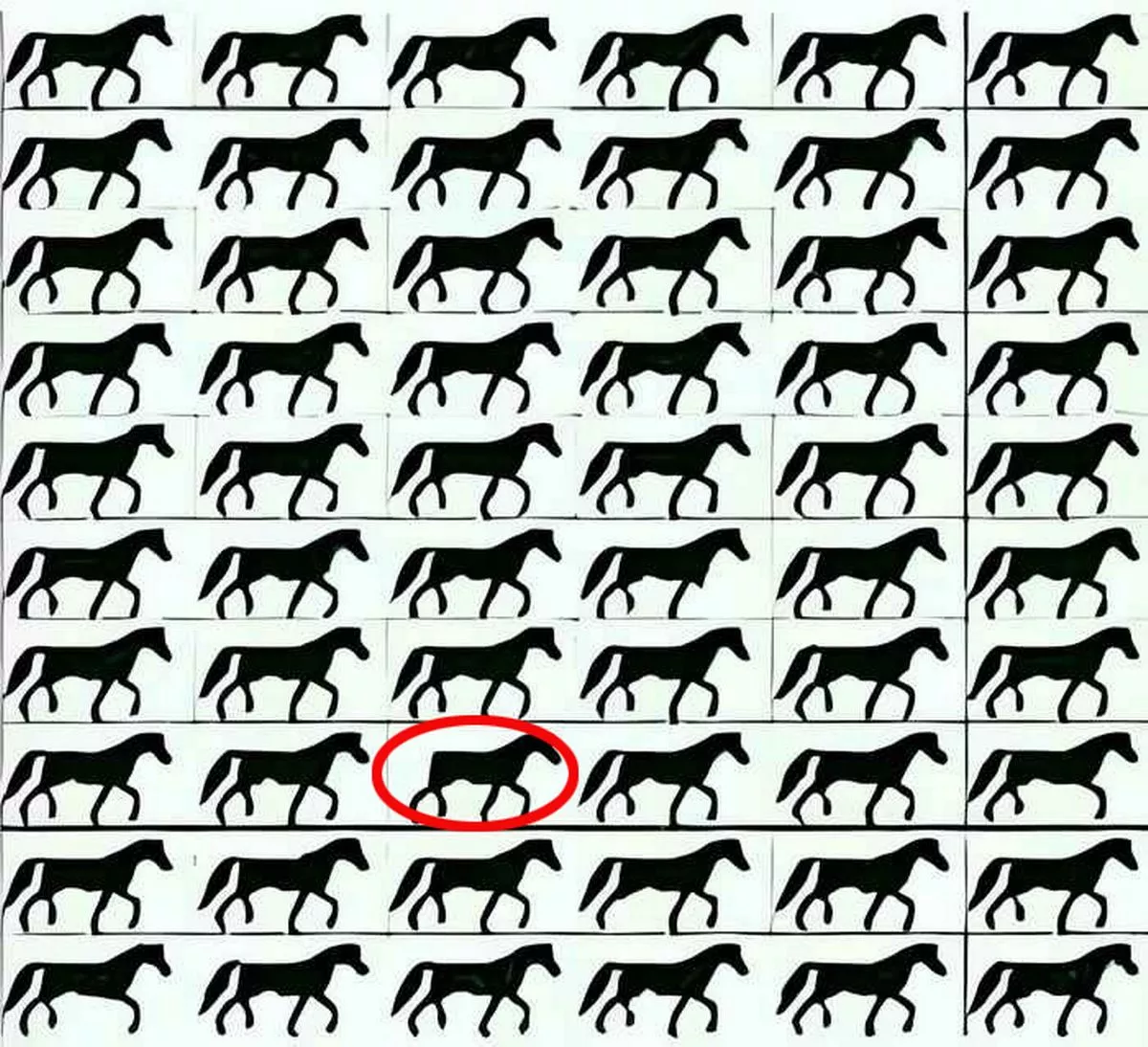 Ťažká hádanka: do 5 sekúnd musíte nájsť koňa bez chvosta