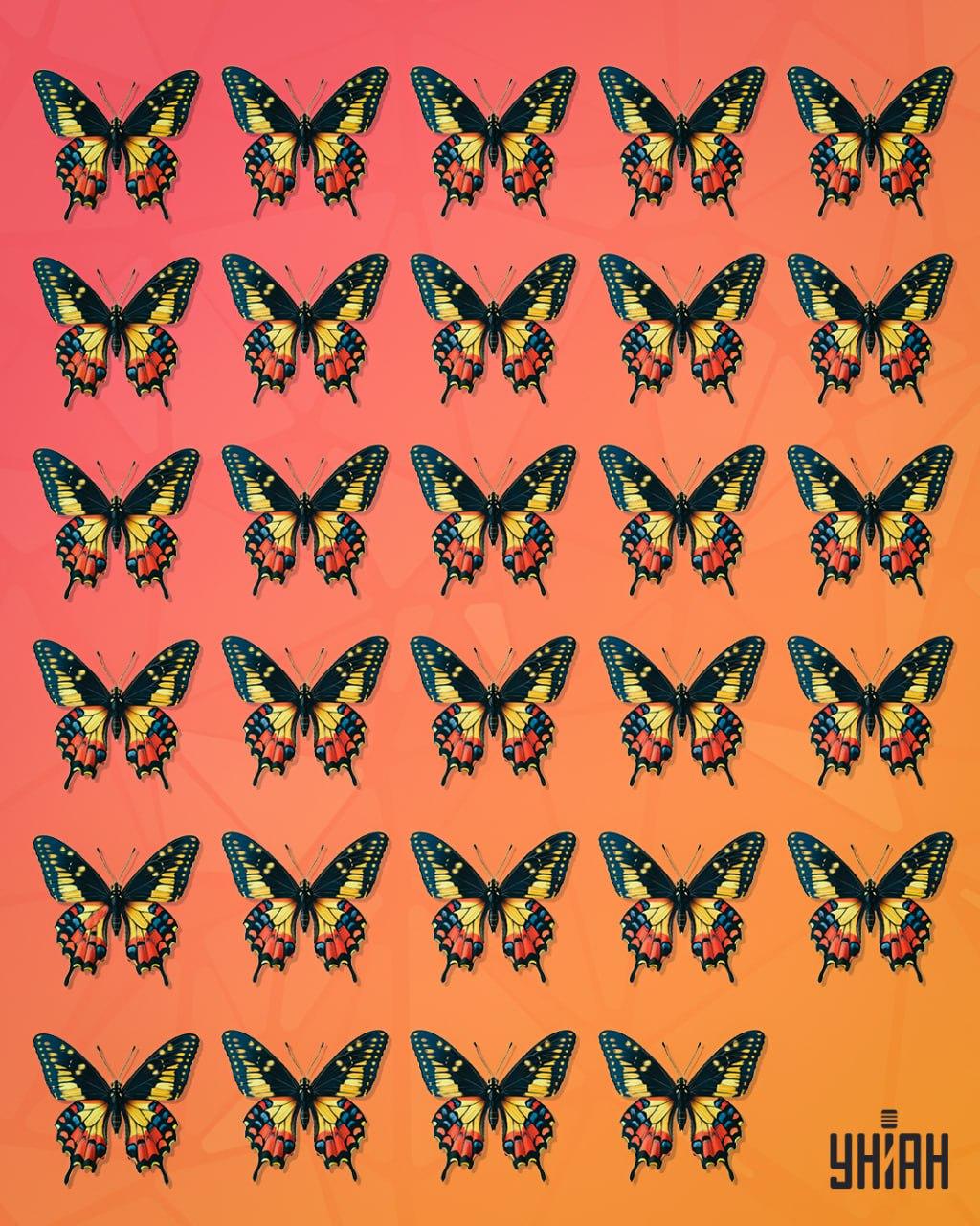 Motýľa, ktorého možno nazvať čudným, treba vystopovať / koláž Moje