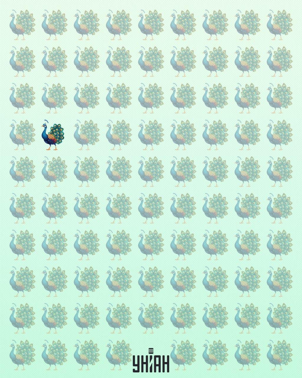 Páví čudák bol v pravej časti optickej záhady / koláž Moje