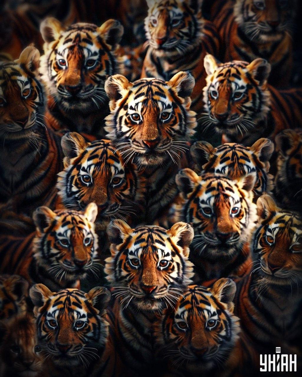 Nájsť levíča medzi tigrami trvá 8 sekúnd / koláž Moje