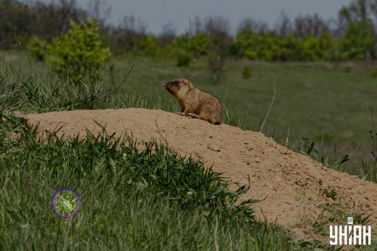 Motýľ sa nachádzal pri jednom z dolných rohov obrázka / koláž Moje