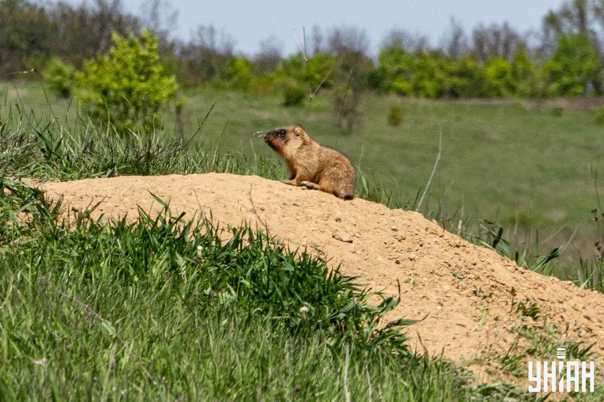 Musíme nájsť motýľa / koláž Moje