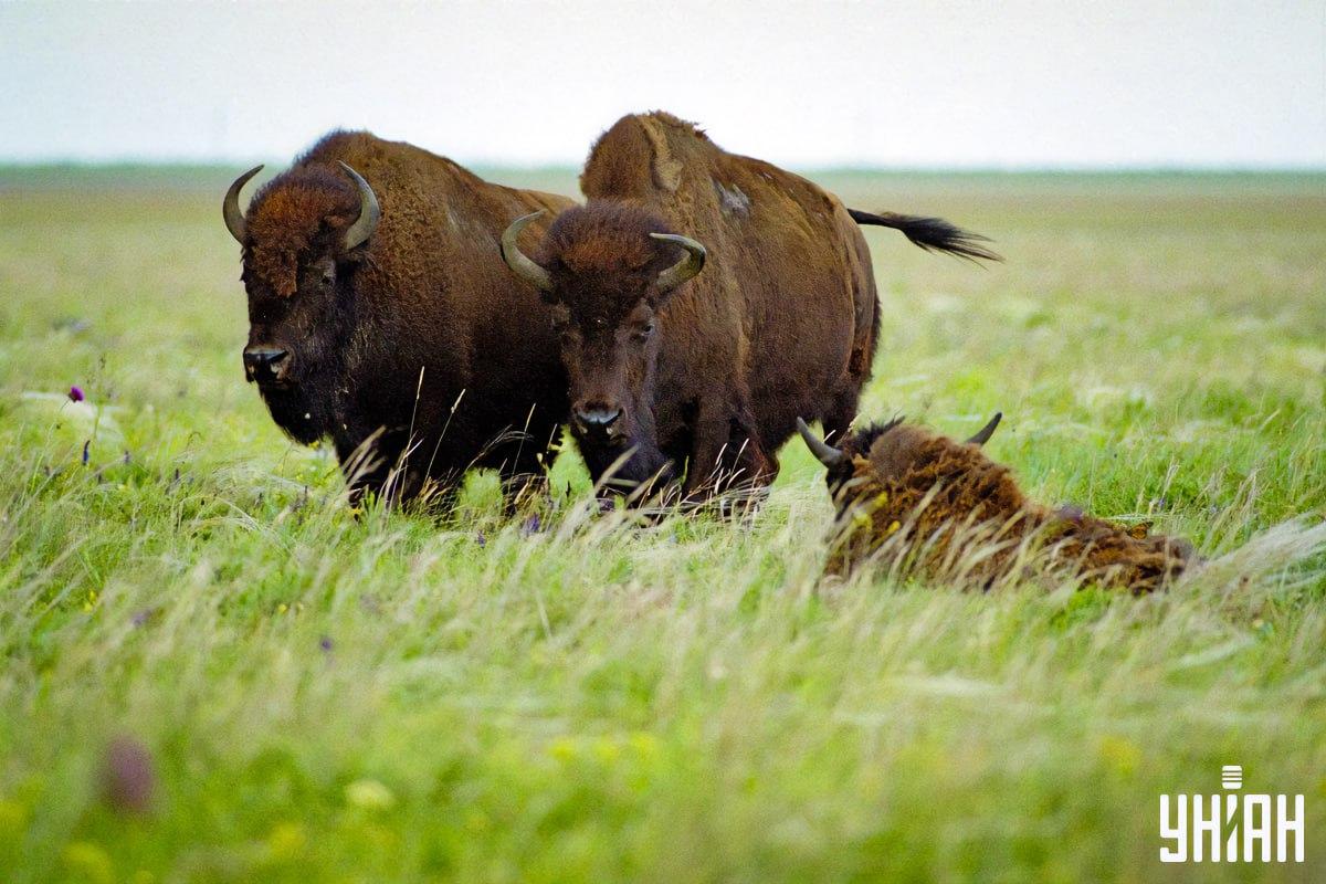 Nájdi motýľa za 8 sekúnd / koláž s fotografiou Moje