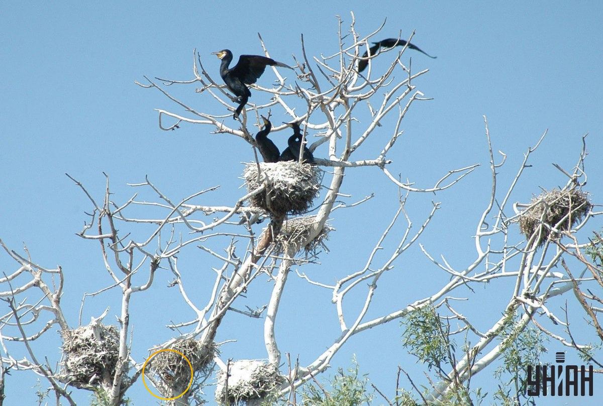Vrabec bol ukrytý v spodnej časti vizuálnej skladačky / fotokoláž Moje