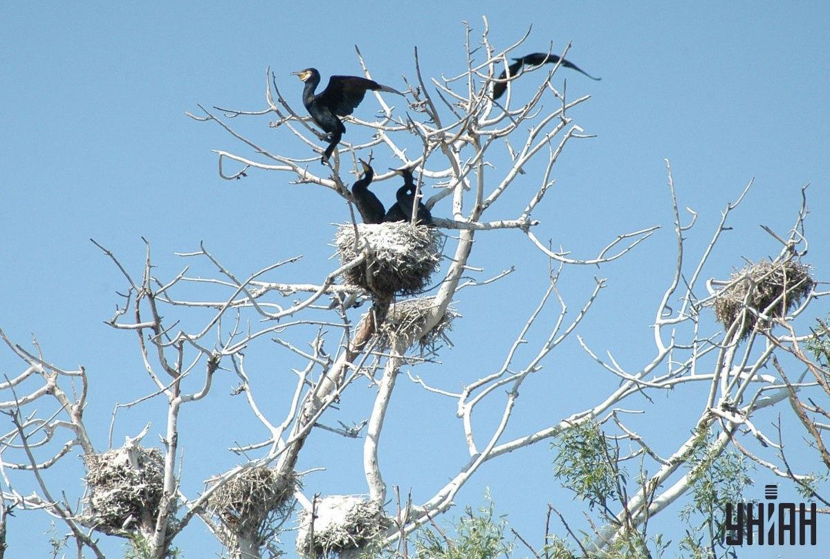 Nájsť vrabca trvá 9 sekúnd / koláž s fotografiou Moje