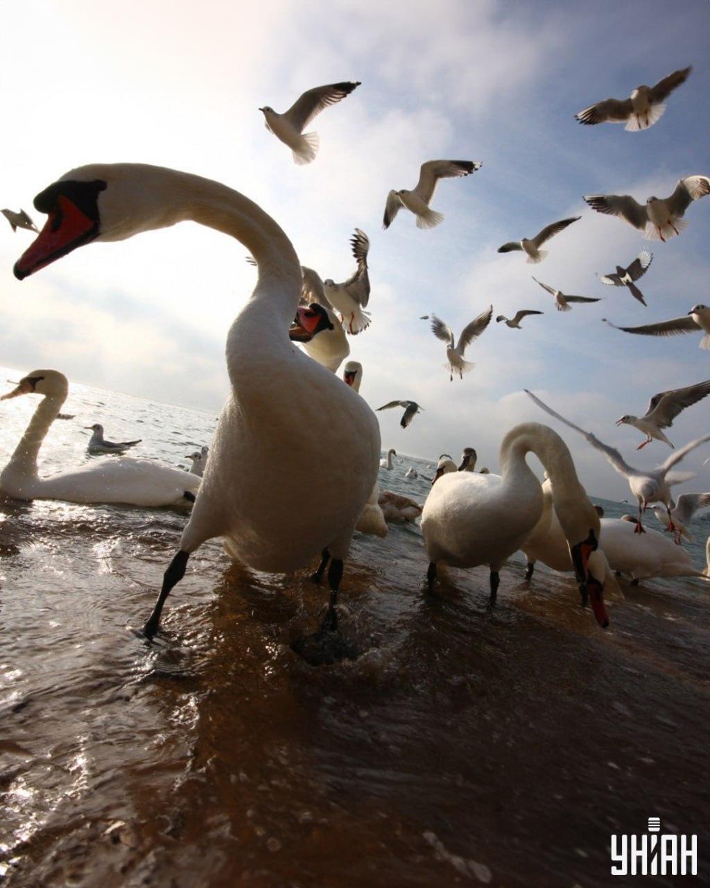 Straku musíte nájsť za menej ako 9 sekúnd / foto Moje