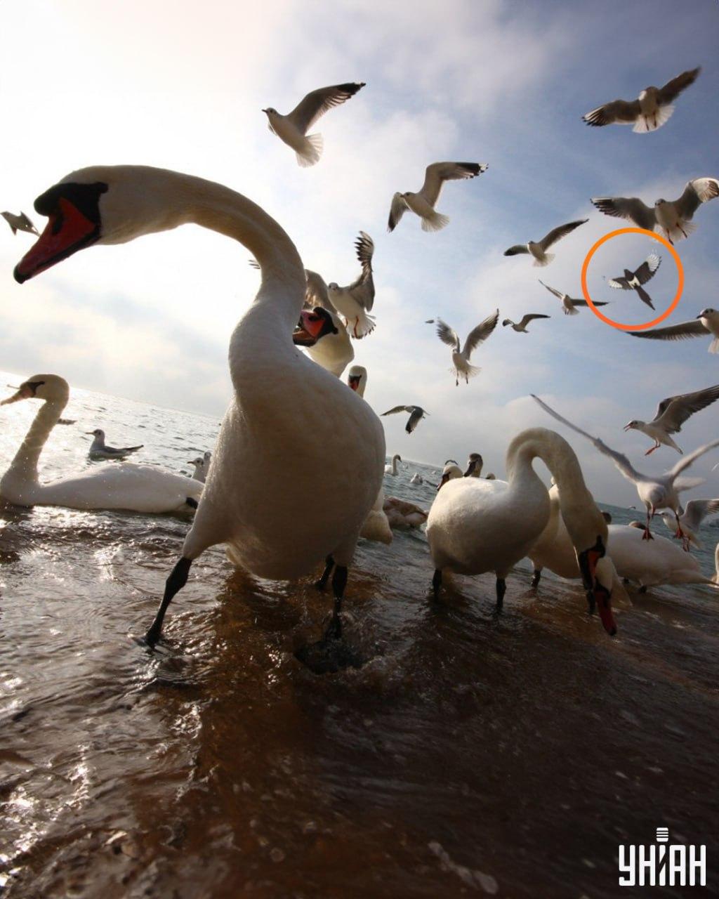 Záludná straka bola neďaleko jedného z horných rohov optickej skladačky / foto: Moje