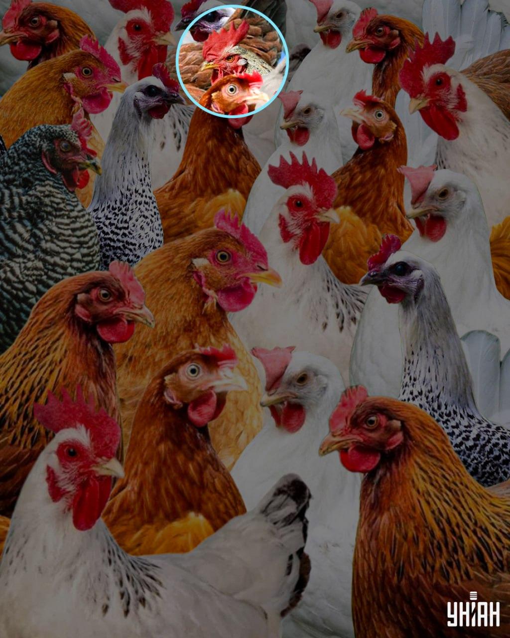 Chytrosť bolo meno, ktoré dostal kohút, ktorý. 