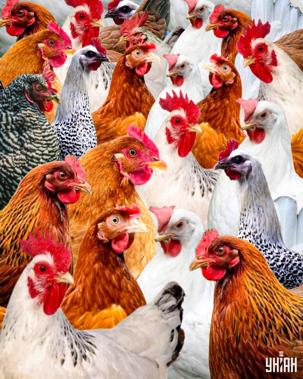 Nájsť chytrého kohúta trvá menej ako 10 sekúnd / koláž Moje