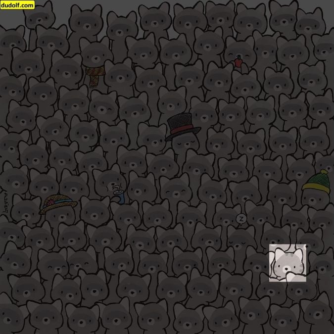 Hádanka pre skutočných géniov: nájdite mačku medzi mývalmi za 15 sekúnd