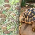 Ani géniovia nedokážu nájsť odpoveď na hádanku: medzi korytnačkami musíte