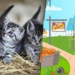 Hádanka pre milovníkov mačiek: v záhrade musíte za 15 sekúnd