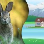 Hádanka pre najpozornejších: musíte nájsť králika na záhadnom obrázku.