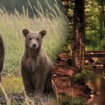 Hádanka pre tých najpozornejších: musíte nájsť medvedicu v hustom lese.