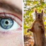 Hádanka s „pascou“: každý vidí veveričku, ale ty musíš nájsť