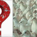 Holuby vidí každý, ale hrdú čajku musíte nájsť za 10