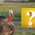 Iba obor s IQ dokáže nájsť vrabca za 10 sekúnd: otestujte sa Iba obor s IQ dokáže nájsť vrabca za 10 sekúnd: