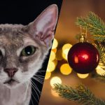 Iba skvelý detektív dokáže nájsť mačku za deväť sekúnd: silvestrovská